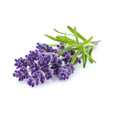 Lavendelolje naturlig eterisk
